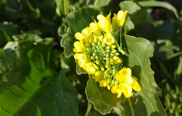 Macro, April, spring 2018, leaves horse savla, meduzanol ©