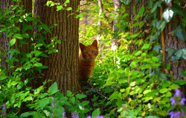 Picture Look, Cat, Cat, Red cat