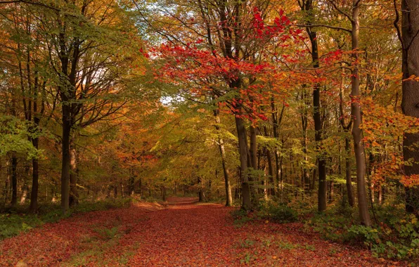 Picture road, autumn, forest, trees, England