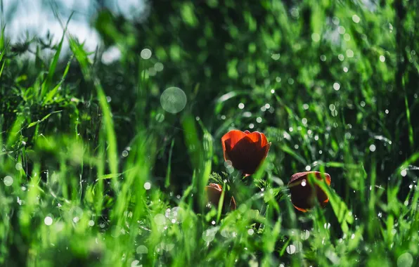 Grass, flowers, red, petals