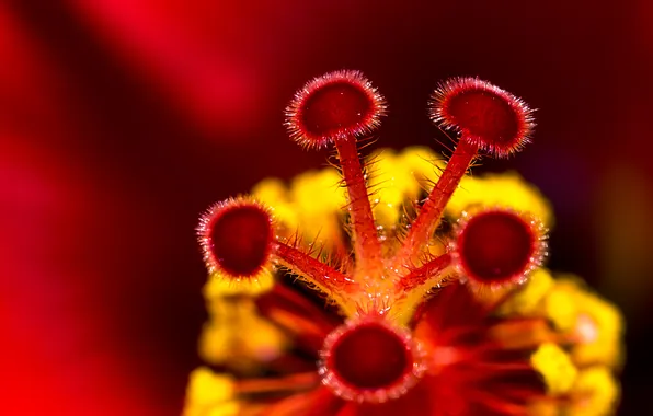 Picture flower, macro, stamens, hibiscus