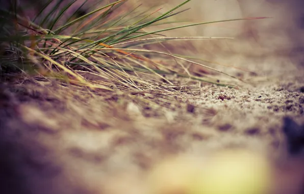 Picture sand, grass, close