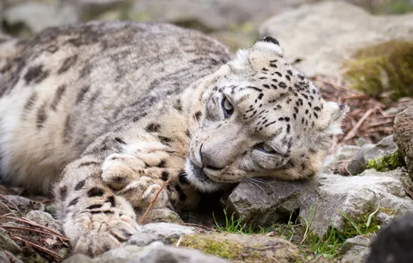 Cat, look, stones, IRBIS, snow leopard