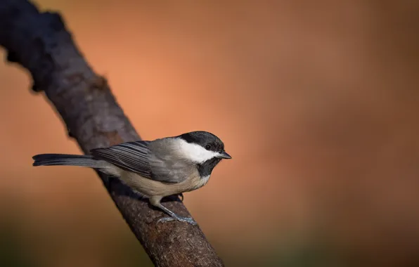 Picture bird, branch, wildlife, chickadee