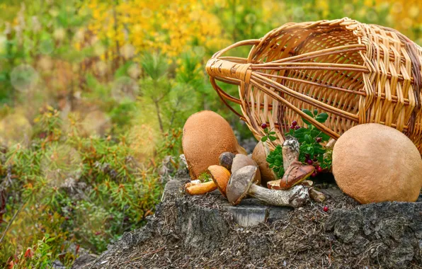 Autumn, berries, glade, mushrooms, stump, hats, basket, needles