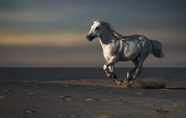 Picture sea, horse, shore