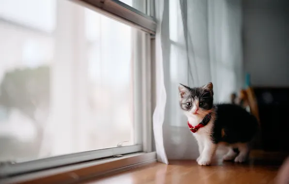 Cat, kitty, baby, window, curtains, collar, sill, bokeh