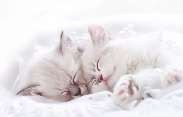 Cats, sleep, kittens, white, a couple, sleep, two kittens