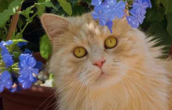 Cat, look, flowers, portrait, red