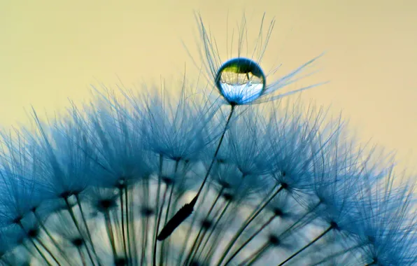 Water, macro, Rosa, background, dandelion, blue, widescreen, Wallpaper