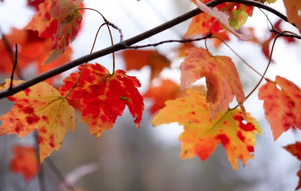 Autumn, leaves, nature