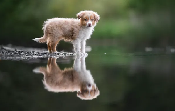 Look, nature, reflection, dog, puppy, face, pond, bokeh