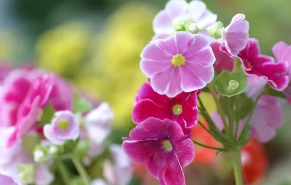 Picture nature, petals, stem, inflorescence