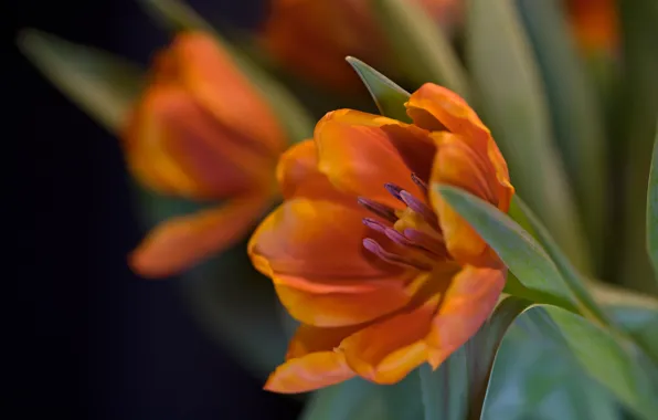 Picture leaves, macro, petals, tulips