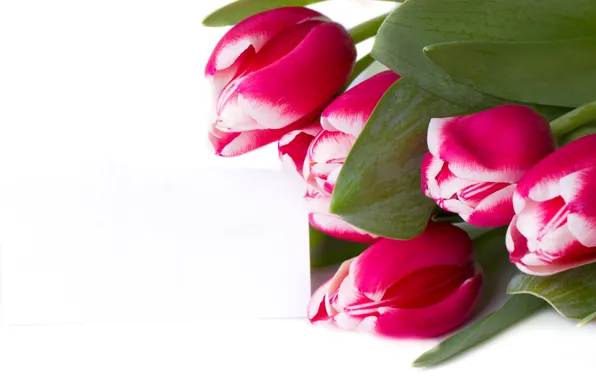 Leaves, bouquet, tulips, white background, buds, closeup