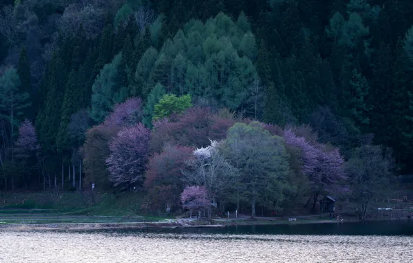 Forest, trees, mountains, lake, spring, flowering