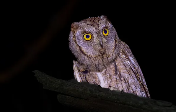 Night, bird, eyes, Scops owl, Viktoriya Kim, scoops, the owl family