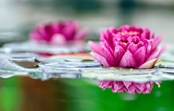 Flower, leaves, bright, lake, pond, reflection, pink, blur