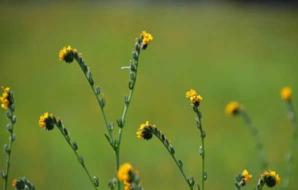 Macro, flowers, green background