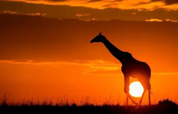 The sun, sunset, nature, giraffe, Savannah, Africa