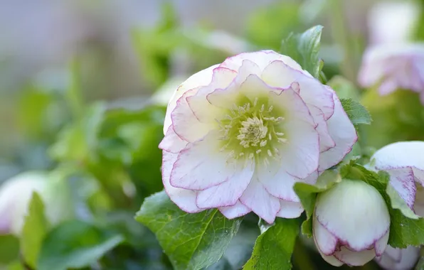 Macro, hellebore, Helleborus