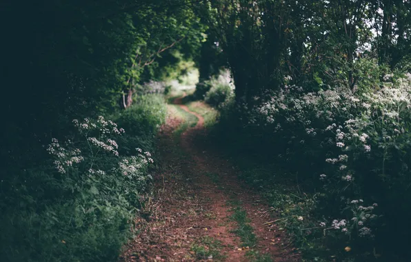 Picture forest, flowers, plants, track, path