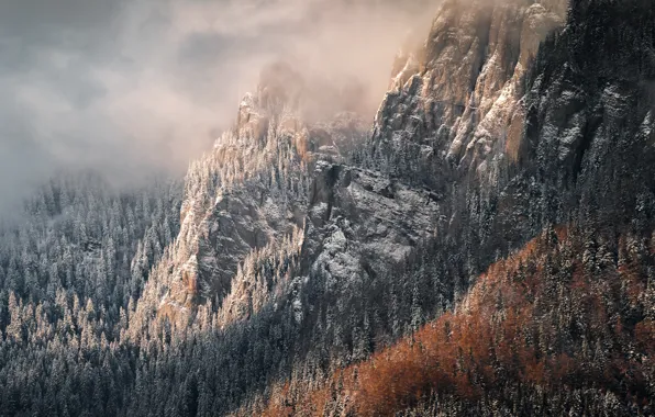 Picture forest, mountains, nature, fog