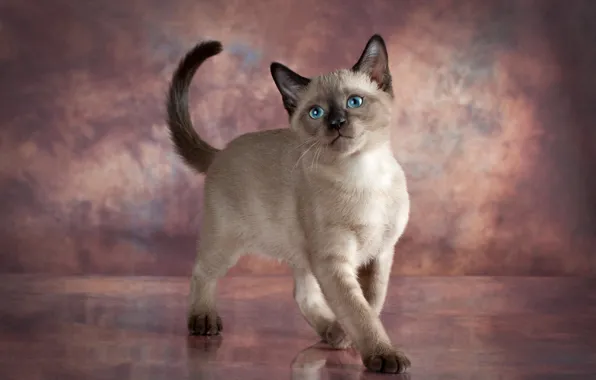 Cat, pose, kitty, grey, blue eyes, photoshoot, Siamese