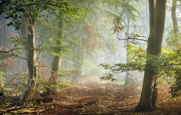 Picture forest, England, morning, haze, Derbyshire, Peak District