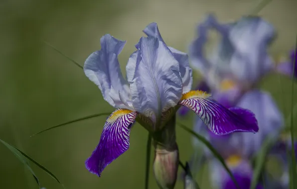 Summer, flowers, nature, irises