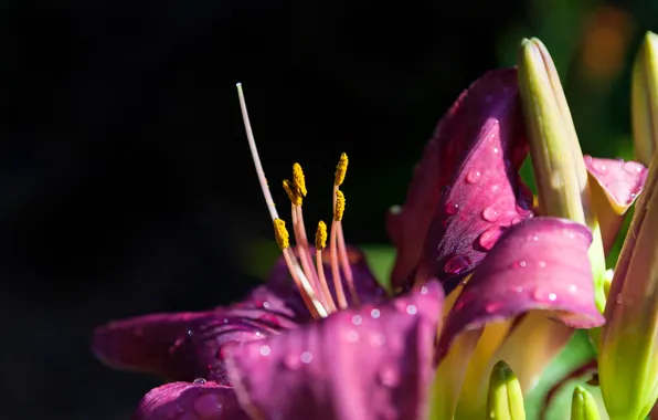 Picture drops, macro, light, flowers, the dark background, Lily, stamens, buds