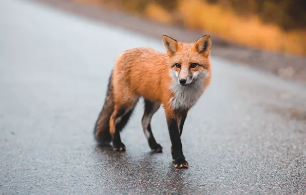 Road, autumn, asphalt, Fox, red, walk, Fox