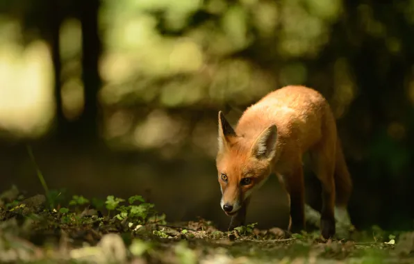 Forest, look, light, nature, pose, Fox, red, walk