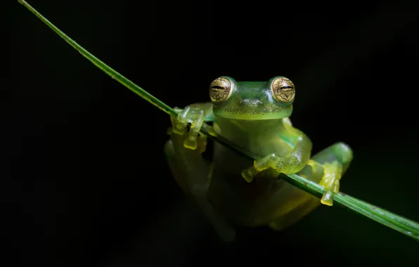Picture look, macro, pose, green, leaf, frog, legs, black background