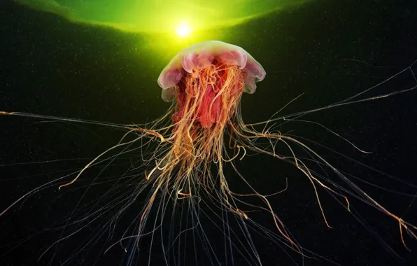 SEA, RED, SURFACE, LIGHT, MEDUSA, The TENTACLES, organism