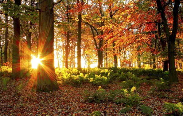 Picture forest, the sun, light, trees, foliage, Autumn