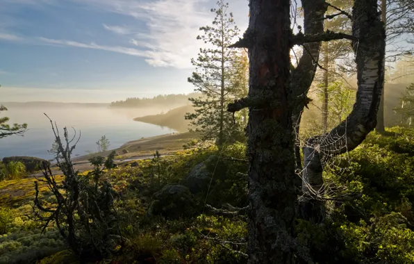 Forest, fog, web, Bay, Landscape