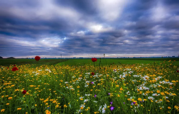 Field, the sky, grass, clouds, flowers, Maki, chamomile, the evening