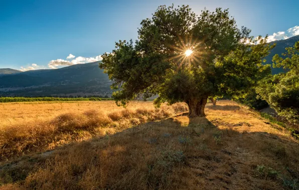 Field, the sky, grass, the sun, rays, trees, hills