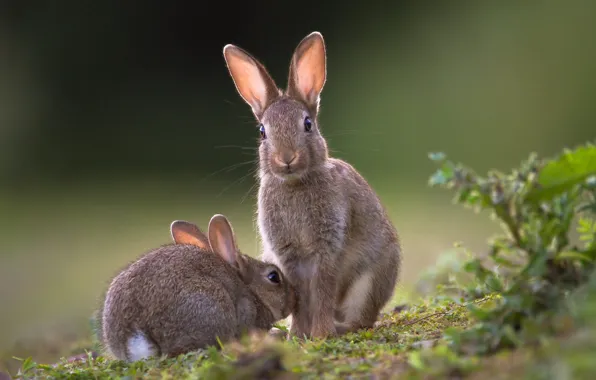 Grass, pose, hare, rabbit, rabbits, rabbits, a couple, Duo