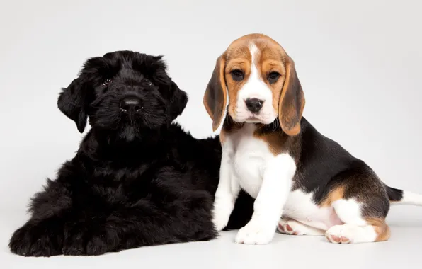 Black, puppies, kids, spotted, Beagle