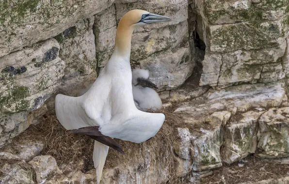 Picture rocks, bird, socket, Chicks, the Northern Gannet