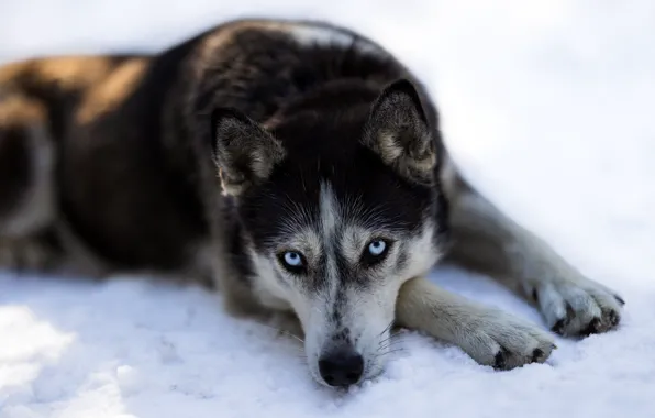 Winter, look, face, snow, dog, paws, lies, husky