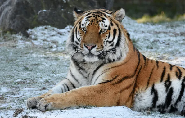 Picture winter, look, face, snow, tiger, portrait, lies