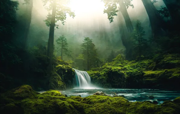 Forest, trees, landscape, nature, fog, shore, waterfall, picture