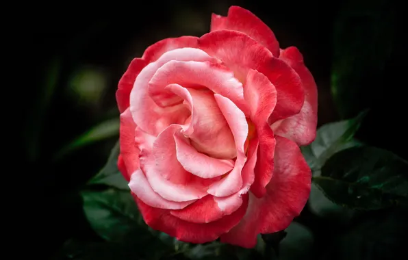 Picture leaves, flowers, red, roses, black background, buds, white-red
