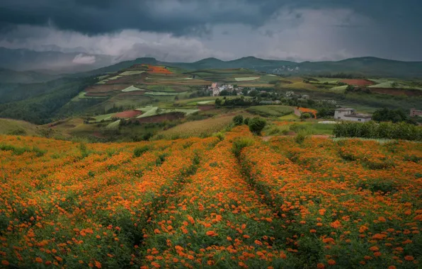 Field, flowers, mountains, hills, Asia, houses, marigolds
