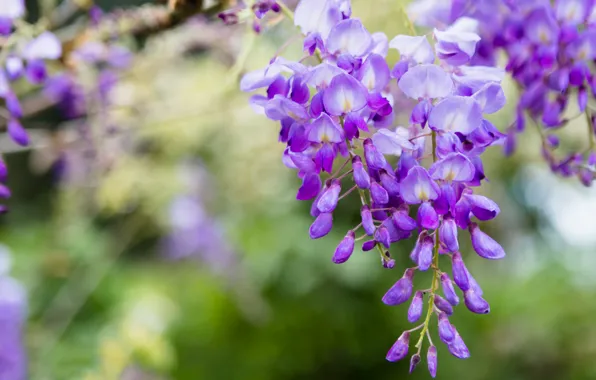 Macro, flowers, branches, nature, background, foliage, color, beauty