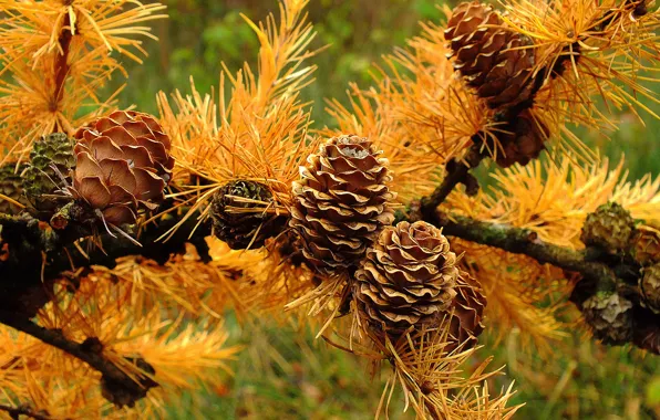 Picture autumn, macro, needles, branches, needles, bumps