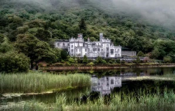 Forest, grass, fog, lake, pond, reflection, castle, thickets